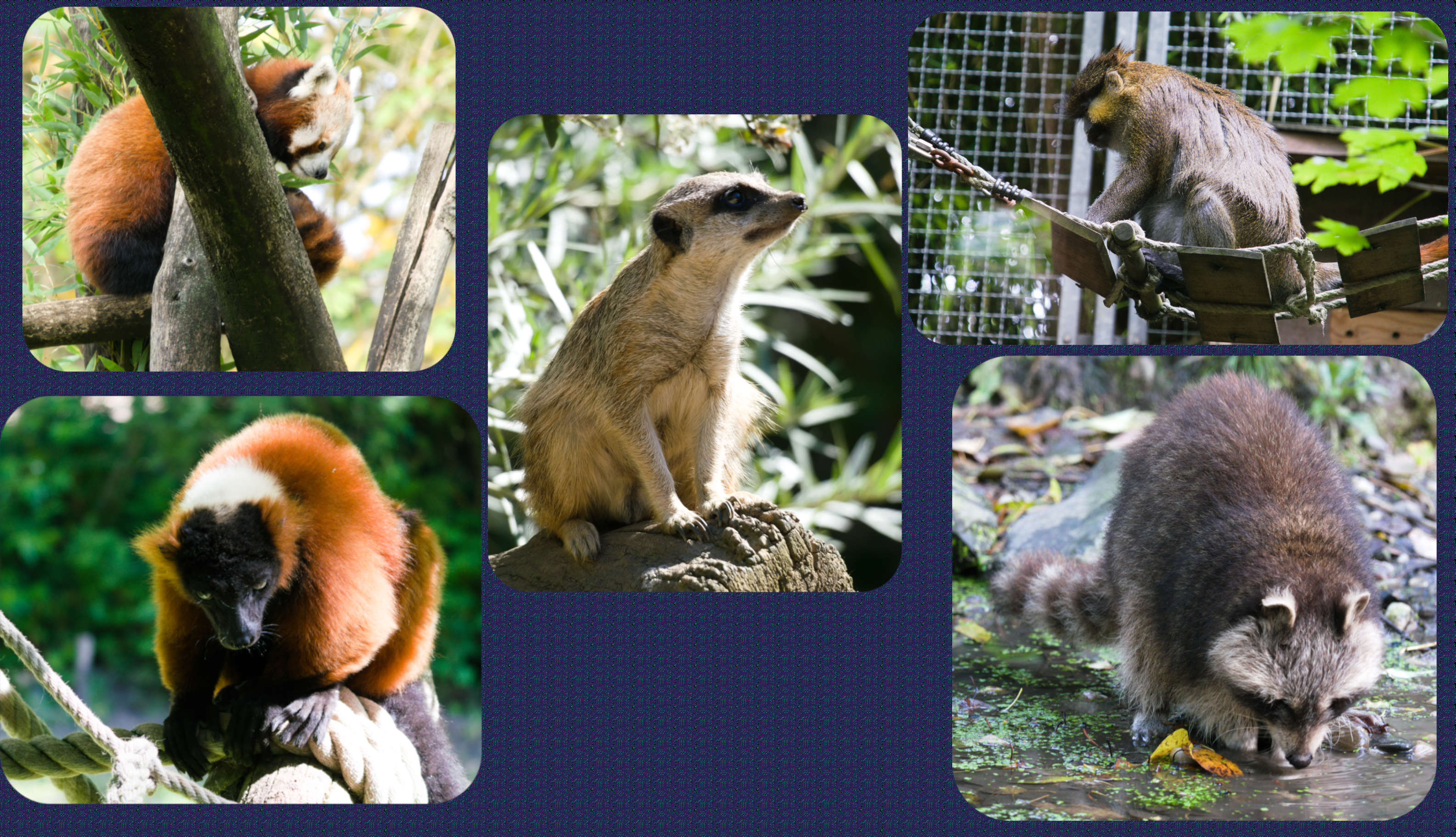 ZOOM Erlebniswelt Erdmännchen, Waschbär und Co